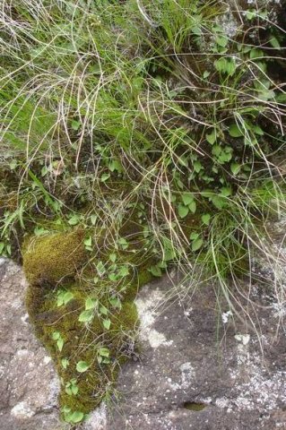 Eriospermum cooperi multiplied